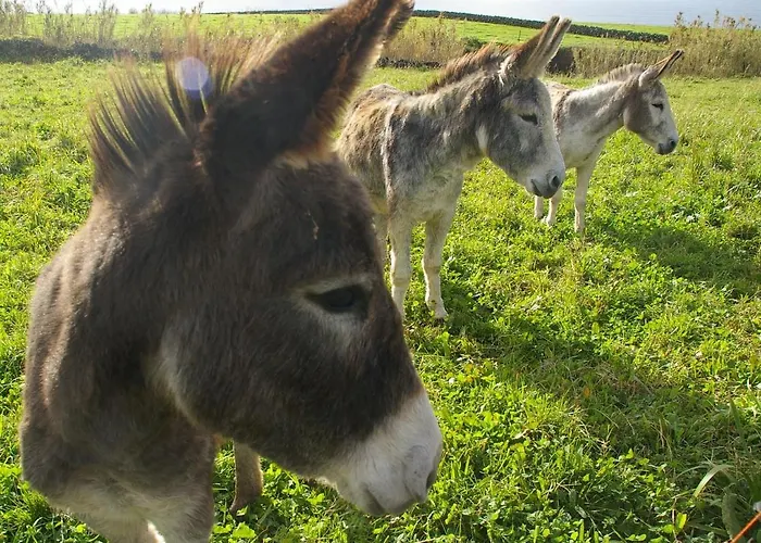 Moinho Mo Da Holiday home *